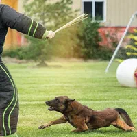 مربی سگ خانم و آقا ، تربیت و آموزش و پانسیون|خدمات آموزشی|قم, زنبیل آباد|دیوار