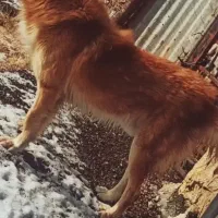 سگ دورگ قدرجانی