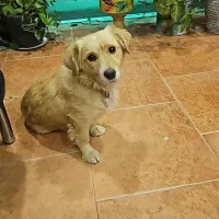 اشپیتز گمشده