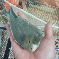 جوجه عروس هلندی|پرنده|زاهدان, |دیوار