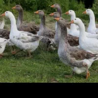 فروش غاز به صورت یکجا و عددی