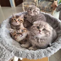 گربه اشرافی و اصیل (مجموعه گربه های میوهاپ)|گربه|کیش, |دیوار