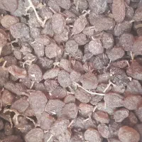 کشمش بیداته تیزآبی دشتابی ارگانیک