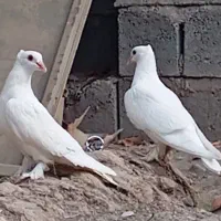 یک جفت جوجه بحرینی