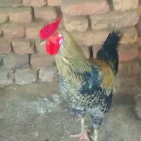 خروس|حیوانات مزرعه|نگین شهر, |دیوار