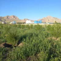 باغ جاده سنندج|فروش دفتر صنعتی، کشاورزی، تجاری|کرمانشاه, |دیوار