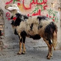 شیشک قوچ عتیقه