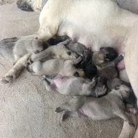 توله سرابی های درجه یک