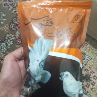 سرلاک ققنوس
