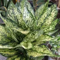 سرو ناز شیرازی و انواع گل آپارتمانی|گل و گیاه طبیعی|شهرکرد, |دیوار