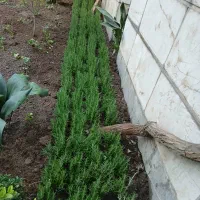 خدمات باغبانی باغچه کاری تعویض خاک گلدون گل وگیا|خدمات باغبانی و درختکاری|پردیس, فاز ۱۱|دیوار