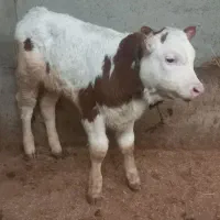 گوساله نر سوپرجنس ۳ماهه خوراک خور صحیح وسالم