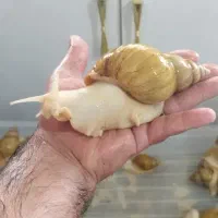حلزون مولد و جوجه و بالغ