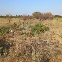 باغ و باغچه|فروش زمین و ملک کلنگی|انزل, |دیوار