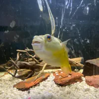 معاوضه با اروانا|ماهی|کرمان, |دیوار