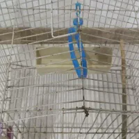 قفس|لوازم جانبی حیوانات|قدس, شهر‌قدس|دیوار