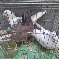 سه تا کفتر فروشی مفت|پرنده|اصفهان, باغ فردوس|دیوار