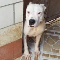 سگ داگو آرژانتین|سگ|بوشهر, |دیوار