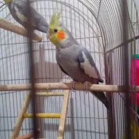 عروس هلندی