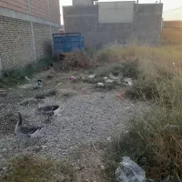 زمین فروشی شهرک امام علی.خ انصار.انصار۱قطعه ۶۸۱|فروش زمین و ملک کلنگی|کلاله, |دیوار
