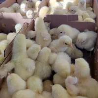 جوجه 1روزه گوشتی راس