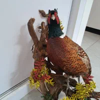 پرنده قرقاول