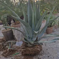 گل آگاو بزرگ