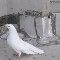 کبوتر شهرضا|پرنده|شهرضا, |دیوار