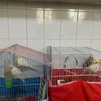 فروش عروس هلندی|پرنده|مشگین شهر, |دیوار