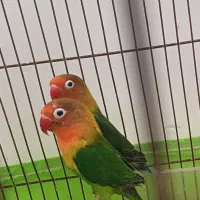 طوطی برزیلی جفت