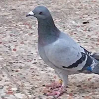 کبوتر پلاکی|پرنده|بندر گناوه, |دیوار