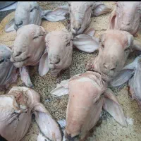 کله پاچه پاک شده