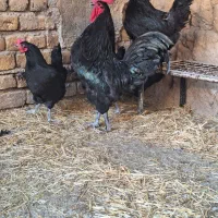 خروس سیاه استرالوپ
