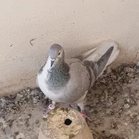 سینه دم پاک بدرنگ دمگیر