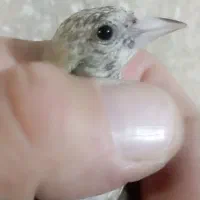 جوجه سهره نر تضمینی همه حلبه دار گل بلند|پرنده|ری, صفاییه (چشمه علی)|دیوار