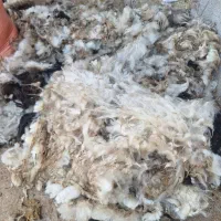 پشم گوسفند برای رختخواب