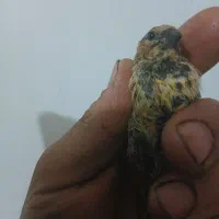 جوجه سهره گلبسر نر زعفرانی|پرنده|قزوین, |دیوار