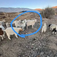 گوسفند  فروشی|حیوانات مزرعه|اسفندقه, |دیوار