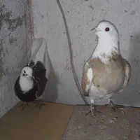 کبوتر ۳تاباهم یک ونیم مقطوع