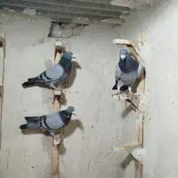 کبوترکفتربیرونی