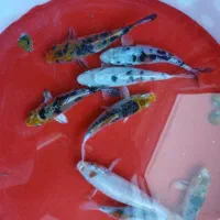 8 عدد کوی پوست چرم (نژاد مختلف)|ماهی|تبریز, |دیوار