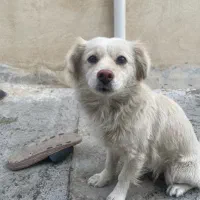 سگ اشپیتز ماده