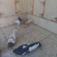 کفتر پرشی