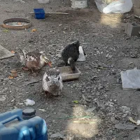 اردک محلی|حیوانات مزرعه|بومهن, |دیوار