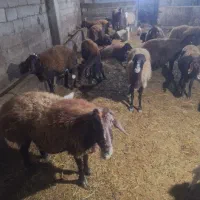 گوسفند آبستن سنگین و بره دار|حیوانات مزرعه|سراب, |دیوار