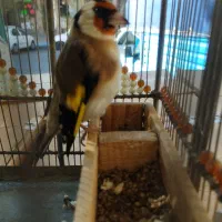 سهره نر دستی|پرنده|تبریز, |دیوار