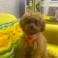 پانسیون سگ بدون قفس