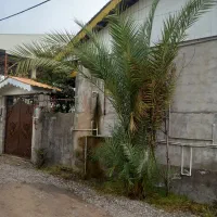 درخت نخل فنیکس|گل و گیاه طبیعی|خمام, |دیوار