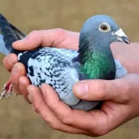 دیلر مگس اصل