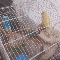 ۲جفت طوطی برزیلی روی تخم و جوجه|پرنده|اندیشه, اندیشه فاز ۱|دیوار